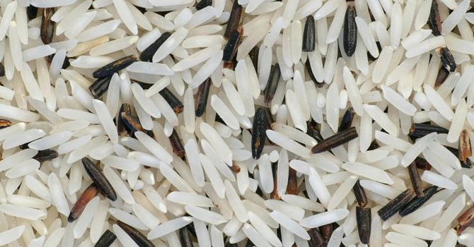 Dezastru pentru India. Producţia de orez, cea mai mare din ultimii 20 de ani