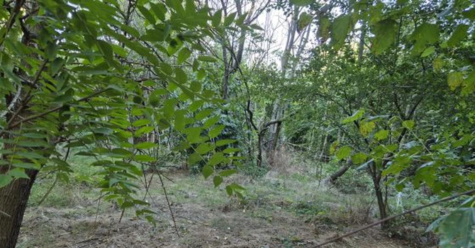 FOTO Parc cerut de bucureșteni de 11 ani, gata să devină realitate. Se caută soluții de amenajare