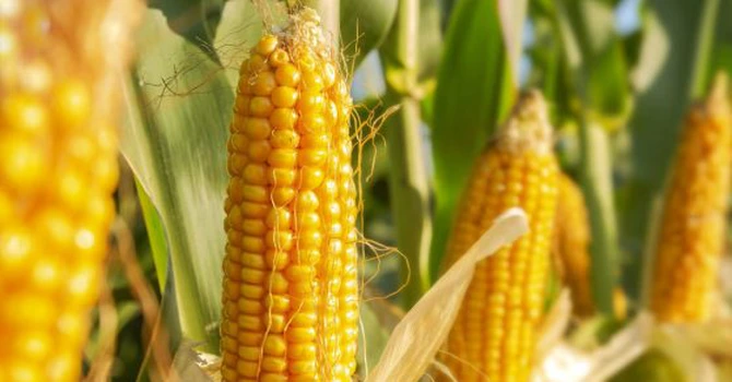 Argentina exportă cantităţi record de porumb pe fondul războiului din Ucraina şi secetei din Europa
