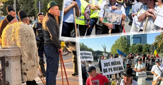 De ce protestează oierii români acum. Exporturile sunt oprite din cauza bolilor și sunt omorâte și din animalele sănătoase