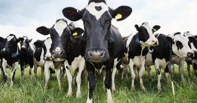 Ajutoare de stat de 52 milioane euro pentru crescătorii de bovine din România afectaţi de creşterea preţurilor la combustibili. Anun de la Comisia Europeană