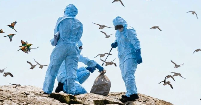 Gripă aviară confirmată la păsări sălbatice în județul Brăila