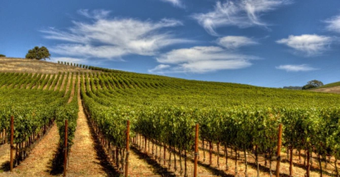 Ajutor pentru vin – Producătorii viticoli pot depune cererile de plată pentru asigurarea recoltei până pe 15 octombrie 2026