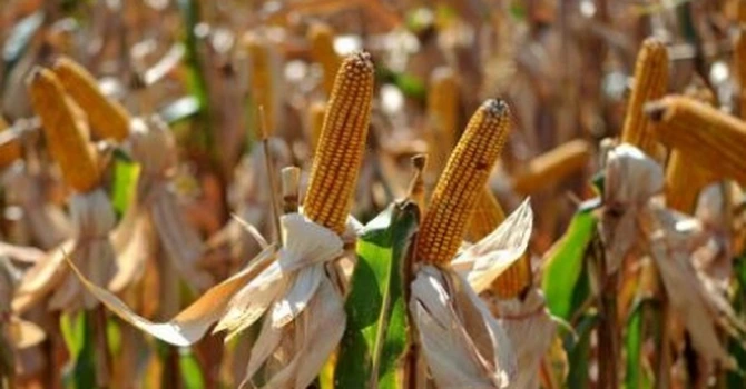 Ajutoare pentru fermieri. Cereri de sprijin pentru culturile de porumb şi floarea-soarelui afectate de secetă în 2025, înscrierile în perioada 12 octombrie – 6 noiembrie 2026