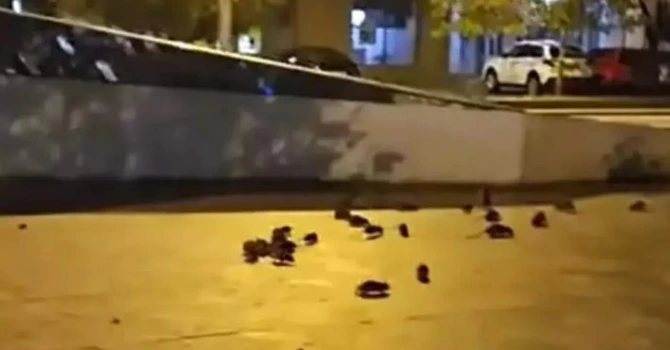 Şobolani în centrul Bucureștiului – Ce măsuri a luat primarul Ciucu