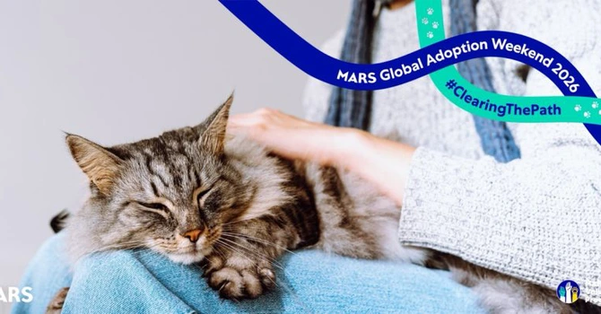 Tehnologia în ajutorul animalelor. A fost lansată o platformă dedicată adopției animalelor de companie,