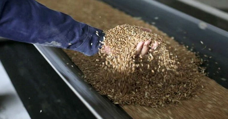 Exporturile ucrainene de cereale s-au prăbușit până la o treime în luna mai