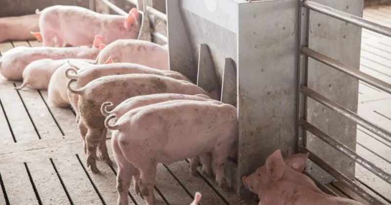Focar de pestă porcină africană la o fermă din Scornicești, județul Olt. 11.500 de animale vor fi sacrificate
