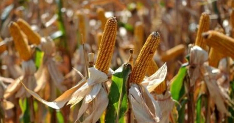 Rusia intenționează să-și crească exporturile de cereale și uleiuri vegetale către Iran