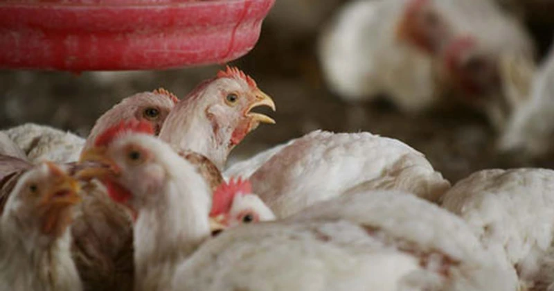China interzice importurile de carne de pasăre din Brazilia după apariția virusului gripei aviare la o fermă din sudul țării