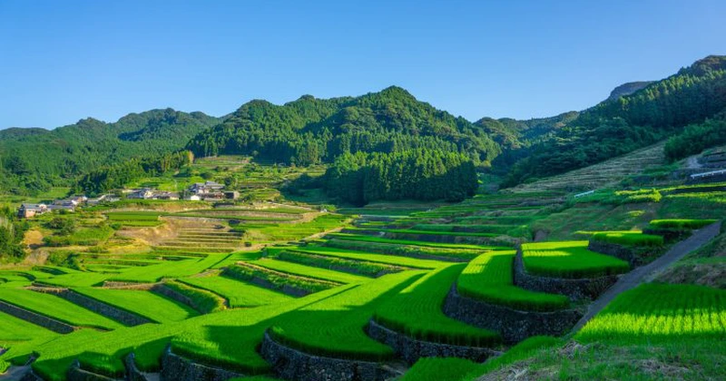 Demisie de onoare în Japonia – Ministrul agriculturii pleacă din guvern după o remarcă nefericită