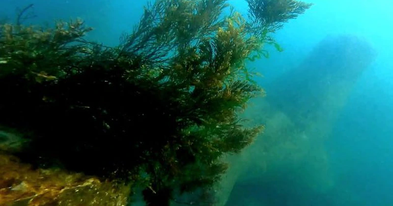 Atacuri aeriene ruse provoacă poluare cu ulei vegetal în Marea Neagră, acuză Ucraina