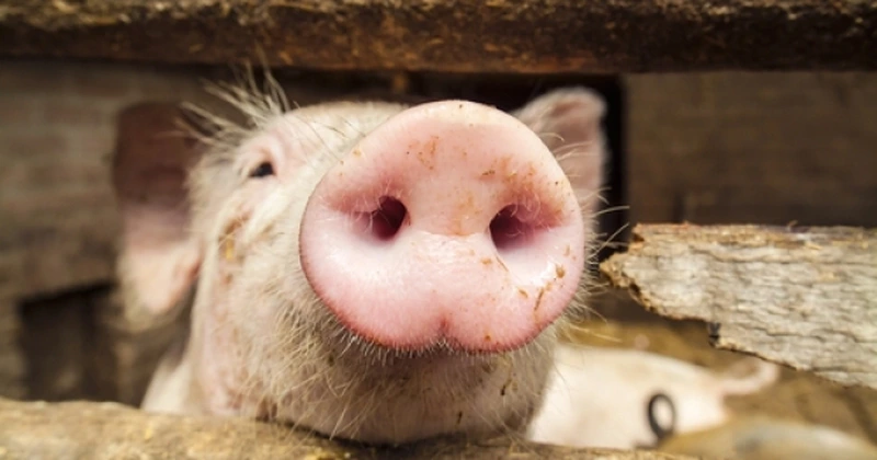 Milionarul libanez cu afaceri în România care se bate cu giganții internaționali din zootehnie. Laoun Youssef a intrat în top 3 crescători de porci în doar un an