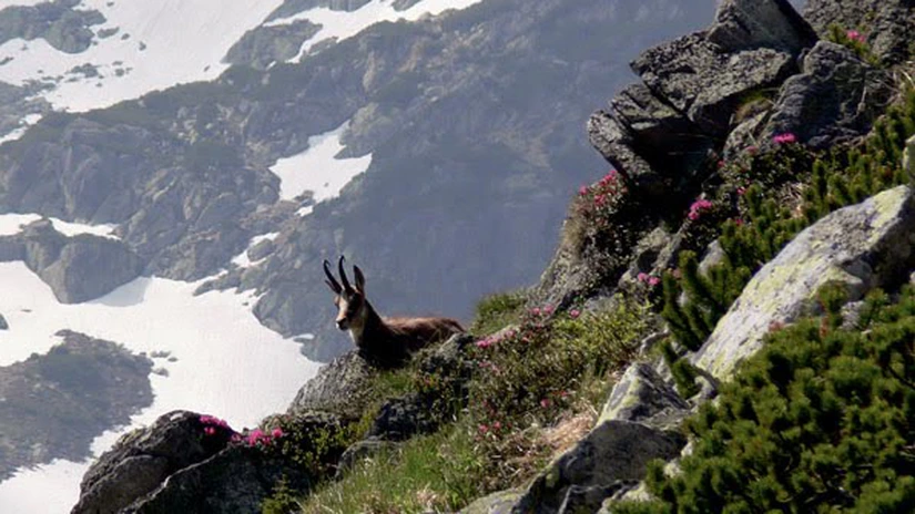 Carpaţii româneşti vor fi promovaţi de Prinţul Charles