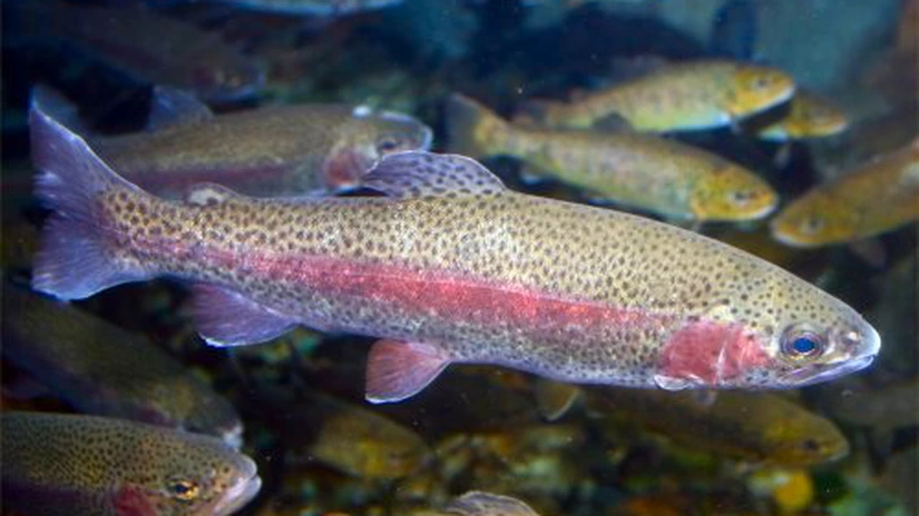 Sprijin financiar de până la 4 milioane de euro/proiect pentru investiţii productive în acvacultură