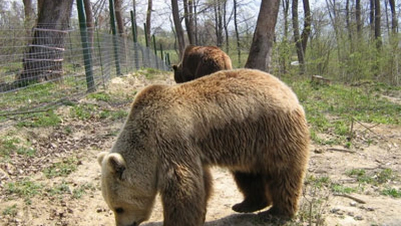Peste 5.000 de turişti germani vor veni în acest an în România special pentru a vedea urşi şi lupi