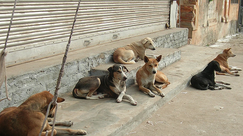Oprescu: Aproximativ 3.000 de câini, adunaţi de pe străzi până acum. 900, adoptaţi de persoane fizice