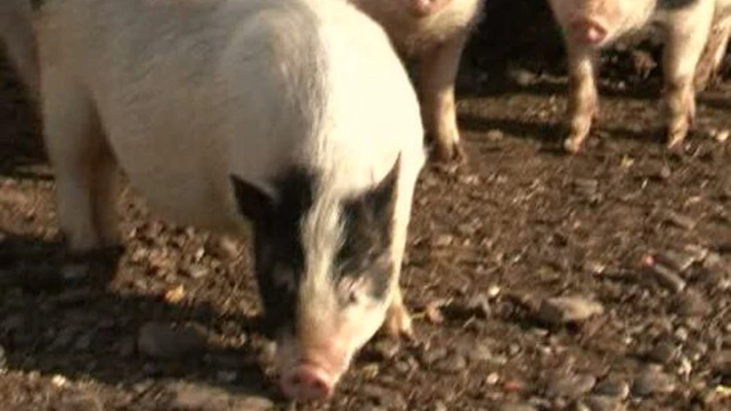 Bulgaria întăreşte controlul la frontiera cu România din cauza pestei porcine africane din Ucraina