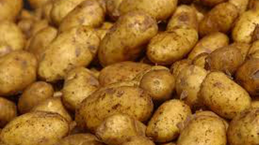 Cartoful devine în Grecia un simbol al luptei de supravieţuire în faţa austerităţii