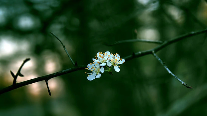 Cum va fi vremea până în luna iunie. Ce temperaturi vor fi în fiecare regiune a ţării