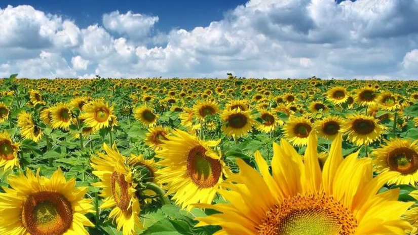 Fermierii români îi bat pe europeni la cultura de floarea-soarelui. Randamentul la hectar va depăşi media europeană