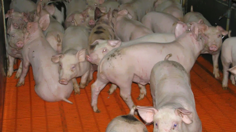 120.000 de porci vor produce curent pentru cel mai mare porcar român