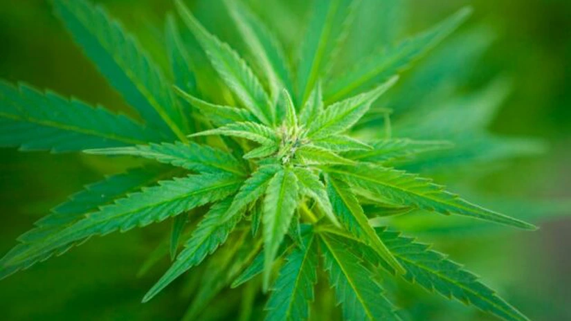 Medical Marijuana ajunge în România