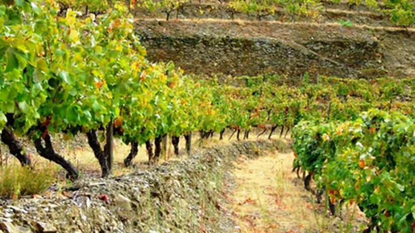 Guvernul a adoptat o HG privind acordarea de sprijin financiar producătorilor din sectorul viniviticol