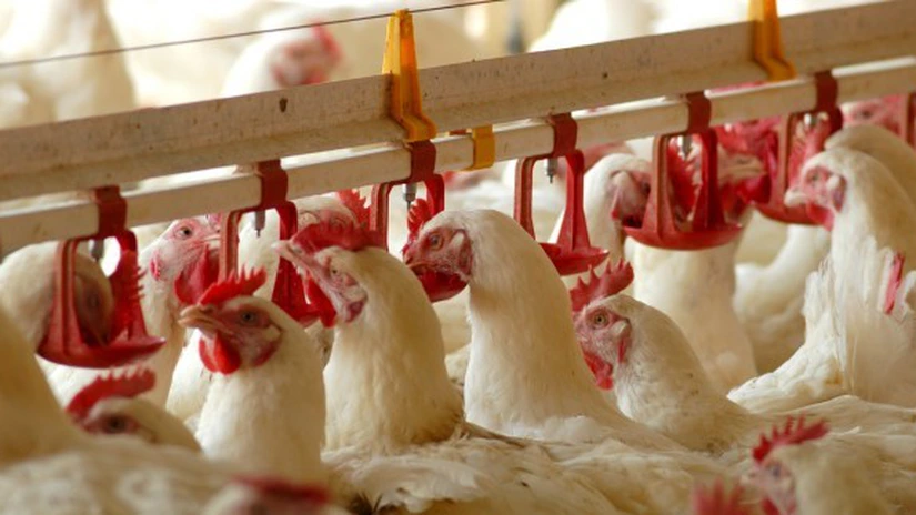 Alarmă pe piața cărnii de pasăre: redevenim dependenți de importuri. Consumatorul plătește mai mult, fermierii încasează mai puțin