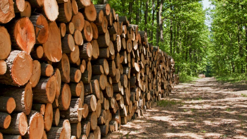 Putin vrea investiţii de 13 miliarde de dolari în industria forestieră