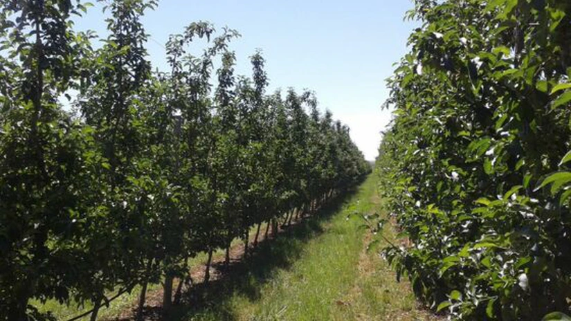 Ostrov: Producţia de fructe creşte cu 80% în 2013. Aproape toate merg la export