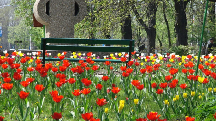 Cât dă Bucureştiul pe florile din parcuri