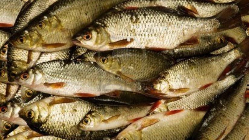 Trei ambarcaţiuni şi 275 de kilograme de peşte, confiscate de Poliţie în Deltă