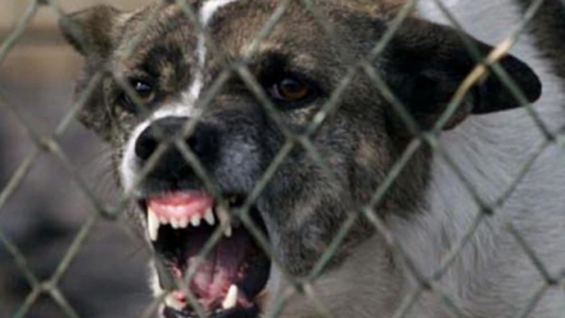 CCR a stabilit că Legea privind câinii fără stăpân este constituţională