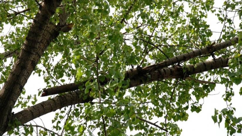 Bucureşti: Municipalitatea vrea să facă inventarul arborilor uscaţi - proiect CGMB