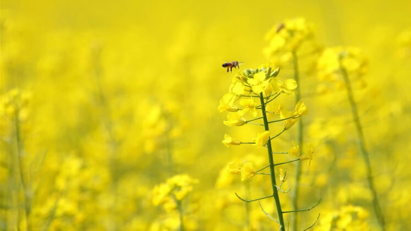 APIA: Peste 7.000 de apicultori au beneficiat de Programul Naţional Apicol, în acest an