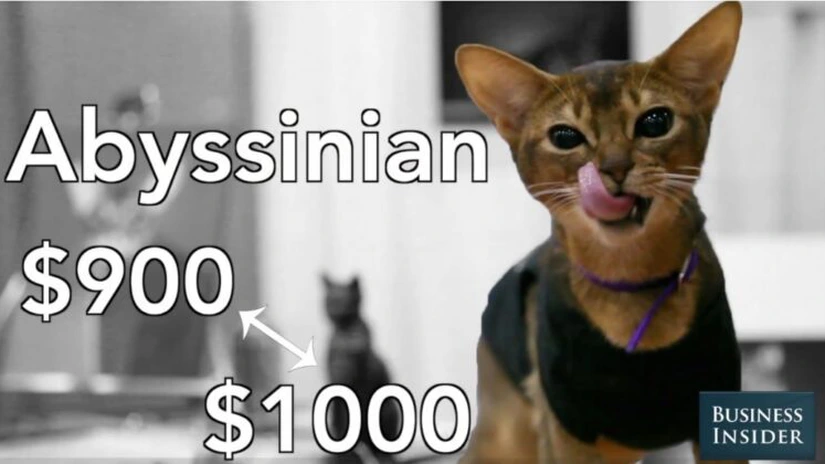 Topul pisicilor de peste 1.000 de dolari. Galerie FOTO