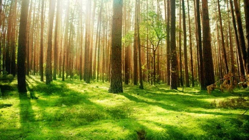 Sesiunile de depunere a cererilor de sprijin pentru dezvoltarea zonelor împădurite şi conesrvarea pădurilor, prelungită până pe 14 iunie