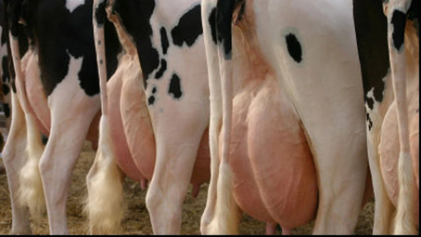 România este codaşă la producţia de lapte, deşi ocupă locul 10 din UE, după numărul de vaci