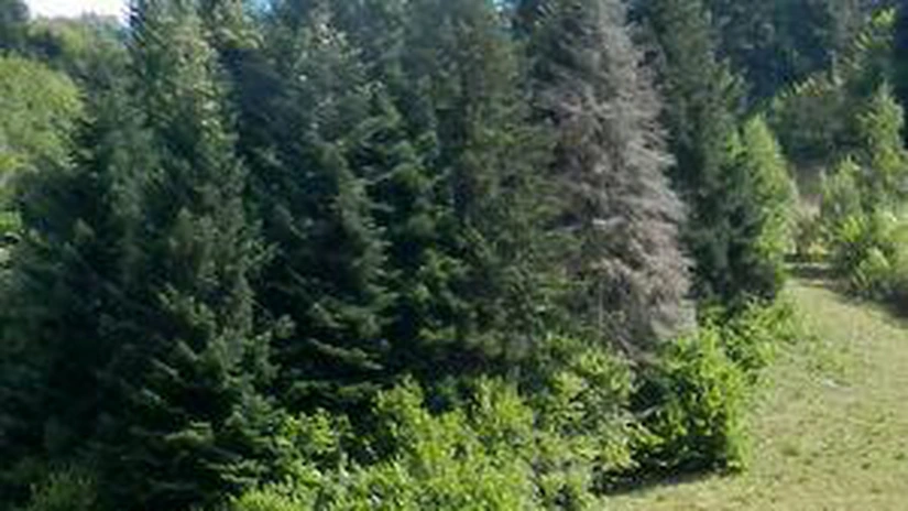 Romsilva va crea culturi specializate pentru producerea pomilor ornamentali de Crăciun, din 2014