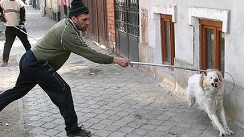 ANSVSA: Câinii cu stăpân trebuie microcipaţi până la 1 martie 2014