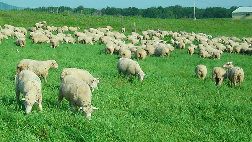 Constantin: România ar putea exporta 4-5 milioane de oi în China