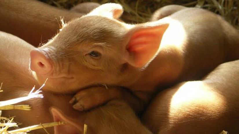 Porcul românesc guiţă a faliment: Al doilea mare producător din ţară are probleme financiare grave