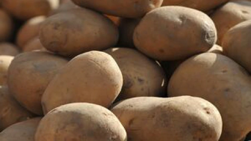 Ajutor de stat de 2 mil. lei pentru pierderile producătorilor de cartofi în 2012 - proiect