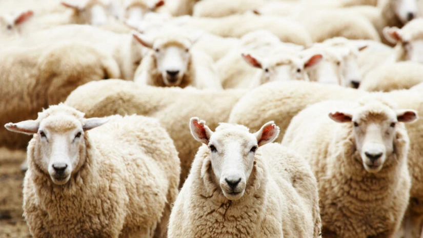 Şeful ANSVSA le recomandă fermierilor să facă exporturi de oi în Turcia