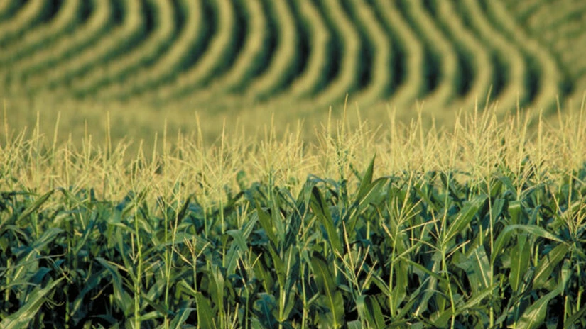 Franţa interzice cultivarea de porumb modificat genetic MON 810