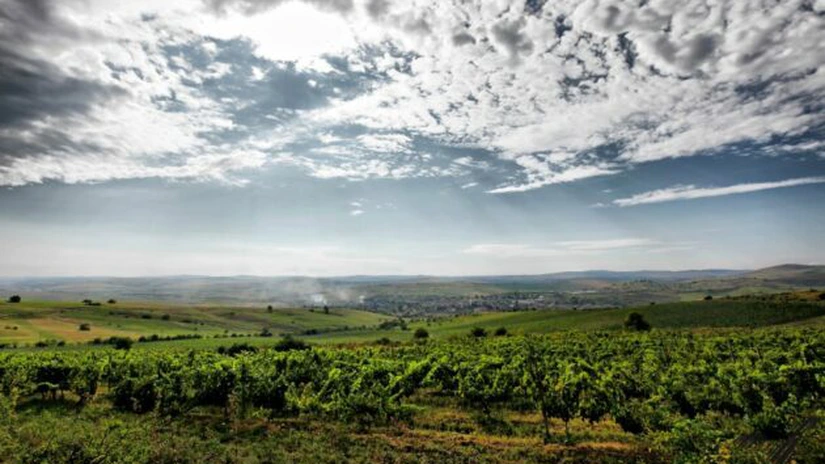 Austriecii de la amb Holding aduc încă 600.000 de euro în viile româneşti şi lansează un nou brand de vin