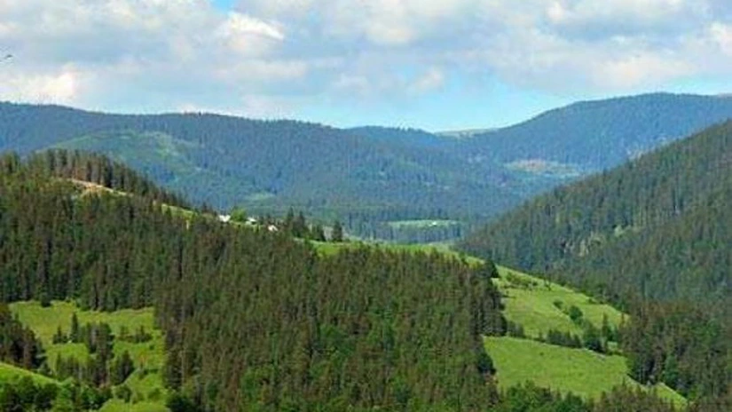 Romsilva nu a efectuat lucrări de reîmpădurire pentru 500.000 hectare de teren, conform prevederilor legale - raport Curtea de Conturi