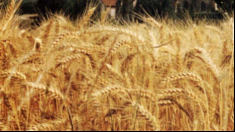 România a exportat în I trimestru de 2 ori mai mult grâu şi porumb faţă de primele 3 luni din 2013