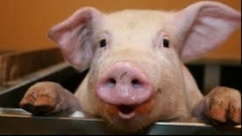 Elveţia interzice importul de porci din mai multe ţări europene, printre care şi România